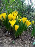 Strenbergia lutea